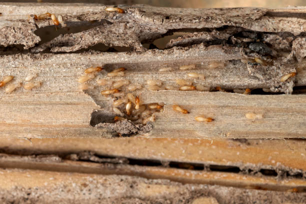 Best Insect Control  in Rheems, PA
